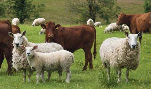 قیمت هر کیلوگرم گوسفند زنده ۳۳۰ و گوساله ۱۹۵ هزار تومان